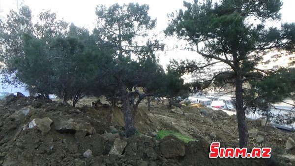 Yenə zeytunluq, yenə “vosmoy bazarı”… FOTO Yenə zeytunluq, yenə “vosmoy bazarı”… FOTO