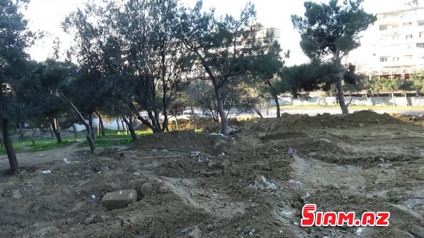 Yenə zeytunluq, yenə “vosmoy bazarı”… FOTO Yenə zeytunluq, yenə “vosmoy bazarı”… FOTO