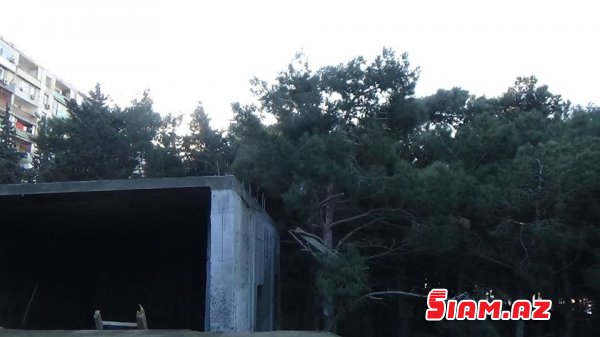 Yenə zeytunluq, yenə “vosmoy bazarı”… FOTO Yenə zeytunluq, yenə “vosmoy bazarı”… FOTO