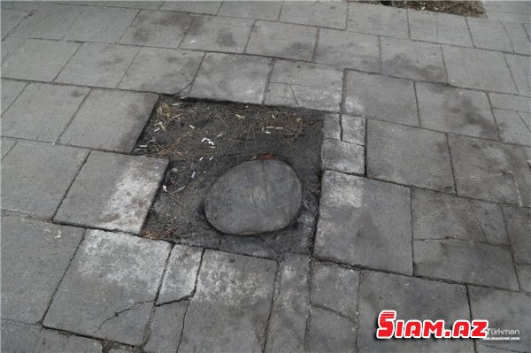 Bərdədə “yaşıllıq cəlladları”iş başında -FOTOLAR Bərdədə “yaşıllıq cəlladları”iş başında -FOTOLAR