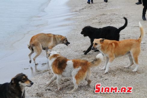 ŞOK OLAY: Qadın itlə intim münasibət qurduğu üçün saxlanılıb - FOTO ŞOK OLAY: Qadın itlə intim münasibət qurduğu üçün saxlanılıb - FOTO