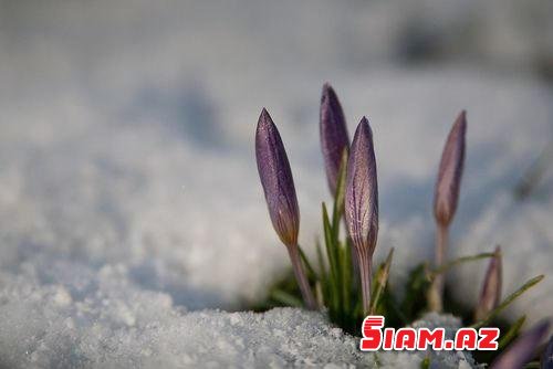 Azərbaycana bahar gəlir: martın 20-də saat 14:28-də – FOTOLAR Azərbaycana bahar gəlir: martın 20-də saat 14:28-də – FOTOLAR