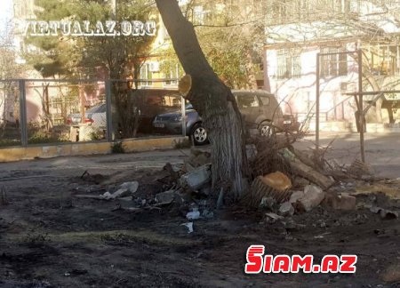 Bakıda “abadlıq” adı ilə ağacları kəsirlər- FOTOLAR Bakıda “abadlıq” adı ilə ağacları kəsirlər- FOTOLAR