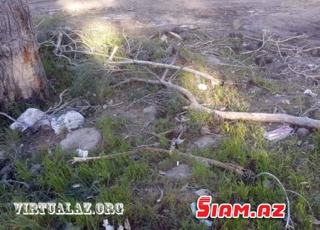 Bakıda “abadlıq” adı ilə ağacları kəsirlər- FOTOLAR Bakıda “abadlıq” adı ilə ağacları kəsirlər- FOTOLAR