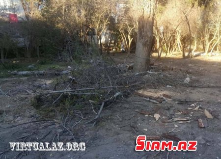 Bakıda “abadlıq” adı ilə ağacları kəsirlər- FOTOLAR Bakıda “abadlıq” adı ilə ağacları kəsirlər- FOTOLAR