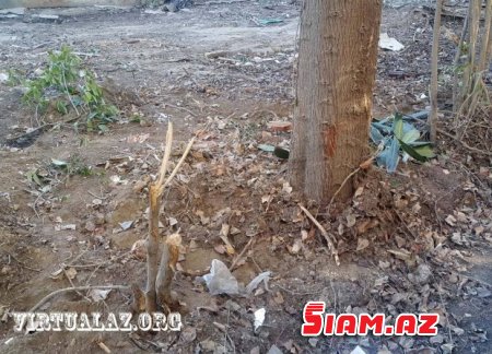 Bakıda “abadlıq” adı ilə ağacları kəsirlər- FOTOLAR Bakıda “abadlıq” adı ilə ağacları kəsirlər- FOTOLAR