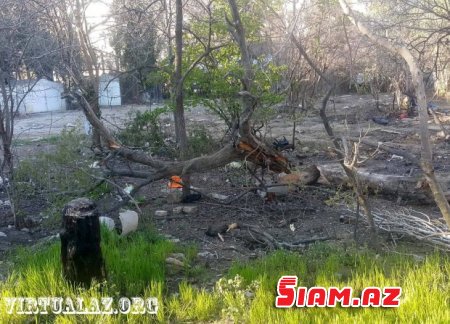 Bakıda “abadlıq” adı ilə ağacları kəsirlər- FOTOLAR Bakıda “abadlıq” adı ilə ağacları kəsirlər- FOTOLAR