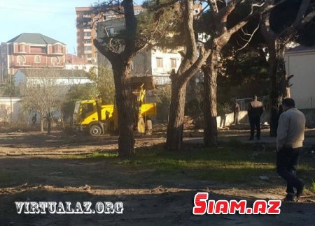 Bakıda “abadlıq” adı ilə ağacları kəsirlər- FOTOLAR Bakıda “abadlıq” adı ilə ağacları kəsirlər- FOTOLAR