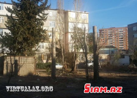 Bakıda “abadlıq” adı ilə ağacları kəsirlər- FOTOLAR Bakıda “abadlıq” adı ilə ağacları kəsirlər- FOTOLAR