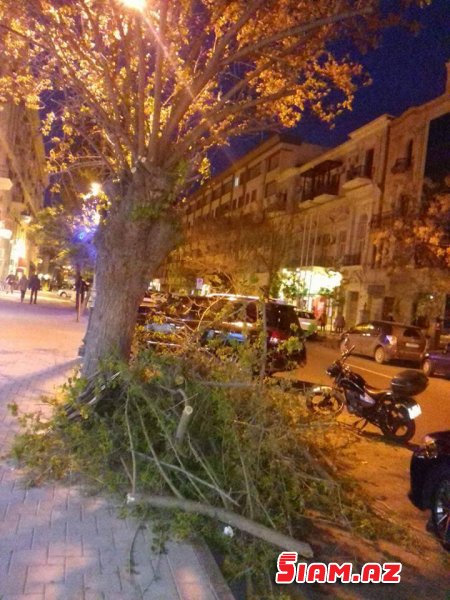 Paytaxın mərkəzində ağacları kəsib yola atdılar-FOTOLAR Paytaxın mərkəzində ağacları kəsib yola atdılar-FOTOLAR
