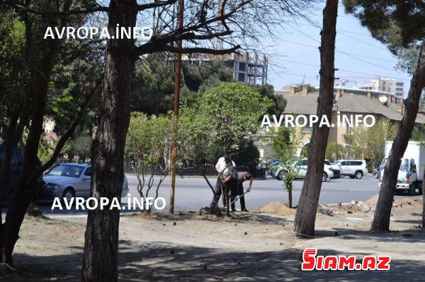 Bakıda inanılmaz qanunsuzluq : “Sədərək” İdman Klubu sakinlərin istirahət parkını hasarlayaraq restoran tikintisinə başlayıb – 100-lə ağac kəsilmək təhlükəsi ilə üz-üzə (Fotolar) Bakıda inanılmaz qanunsuzluq : “Sədərək” İdman Klubu sakinlərin istirahət parkını hasarlayaraq restoran tikintisinə başlayıb – 100-lə ağac kəsilmək təhlükəsi ilə üz-üzə (Fotolar)