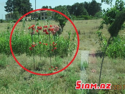 Ağcabədidən o dünyaya aparan yollar... - ŞİKAYƏT Ağcabədidən o dünyaya aparan yollar... - ŞİKAYƏT