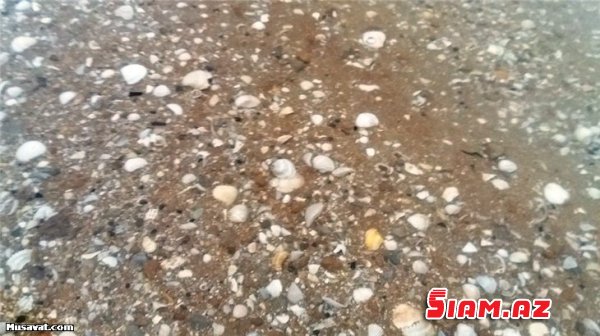 Şəfa mənbəyi olan təbii sərvətimiz Duzlu göl antisanitariya içində boğulur - REPORTAJ, FOTOLAR Şəfa mənbəyi olan təbii sərvətimiz Duzlu göl antisanitariya içində boğulur - REPORTAJ, FOTOLAR