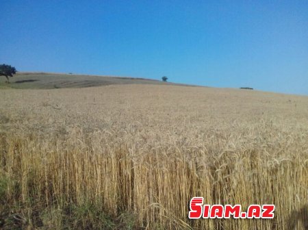 Rövşən Bağırov taxılçılığa belə zərbə vurur - FOTOLAR Rövşən Bağırov taxılçılığa belə zərbə vurur - FOTOLAR