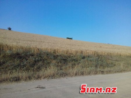 Rövşən Bağırov taxılçılığa belə zərbə vurur - FOTOLAR Rövşən Bağırov taxılçılığa belə zərbə vurur - FOTOLAR