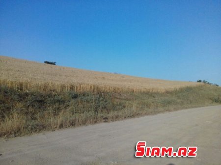 Rövşən Bağırov taxılçılığa belə zərbə vurur - FOTOLAR Rövşən Bağırov taxılçılığa belə zərbə vurur - FOTOLAR