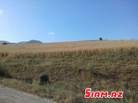 Rövşən Bağırov taxılçılığa belə zərbə vurur - FOTOLAR Rövşən Bağırov taxılçılığa belə zərbə vurur - FOTOLAR
