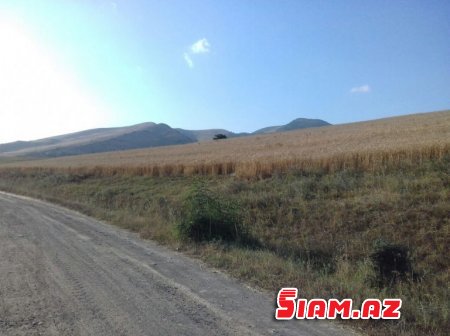 Rövşən Bağırov taxılçılığa belə zərbə vurur - FOTOLAR Rövşən Bağırov taxılçılığa belə zərbə vurur - FOTOLAR