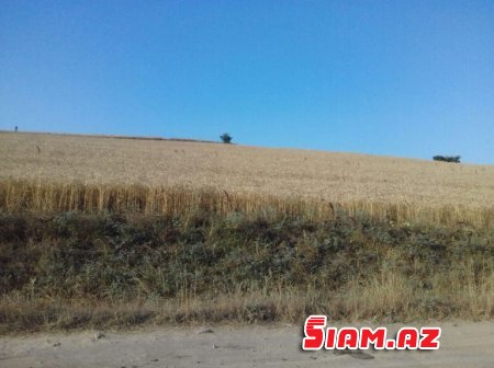 Rövşən Bağırov taxılçılığa belə zərbə vurur - FOTOLAR Rövşən Bağırov taxılçılığa belə zərbə vurur - FOTOLAR