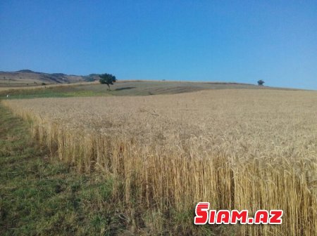 Rövşən Bağırov taxılçılığa belə zərbə vurur - FOTOLAR