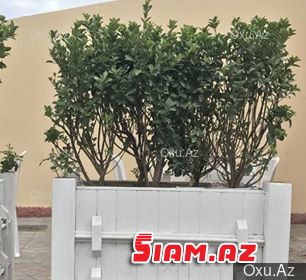 Bakıda şəhid bulağı söküldü, yerində kababxana-pivəxana açıldı Bakıda şəhid bulağı söküldü, yerində kababxana-pivəxana açıldı