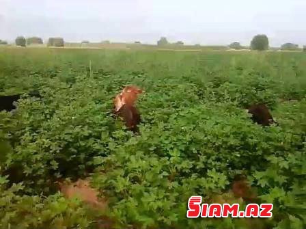 Heydər Əsədovun işçisi prezidentin pambıq siyasətinə qarşı - FOTO, VİDEO